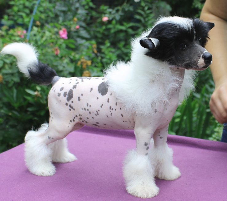 Angel O'Check Tisiacha I Odna Noch