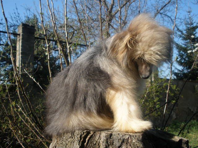 Promise Me Prayers  Al Maarii Sapphire