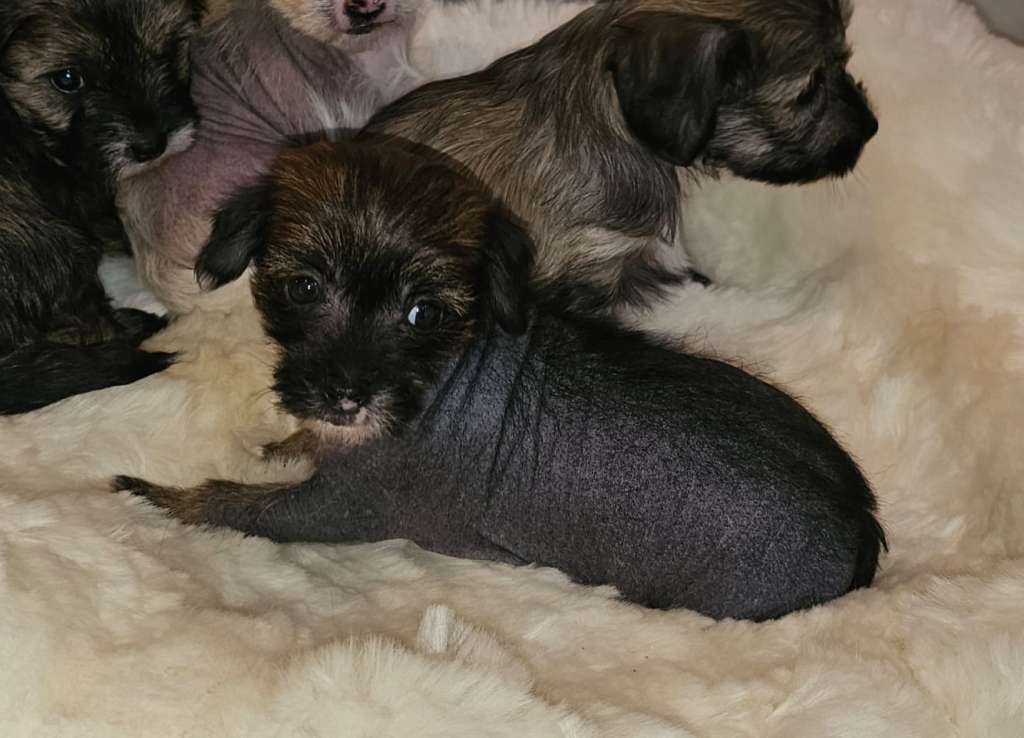 Be My Dog's Nyah Of Furry-Tales