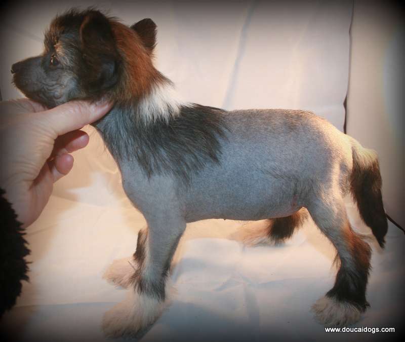 Doucai's Vision Of Love