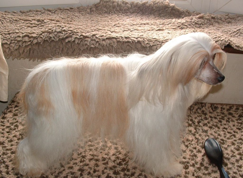 Jhanchi's Amazing Grace R.C.C Crufts 2007