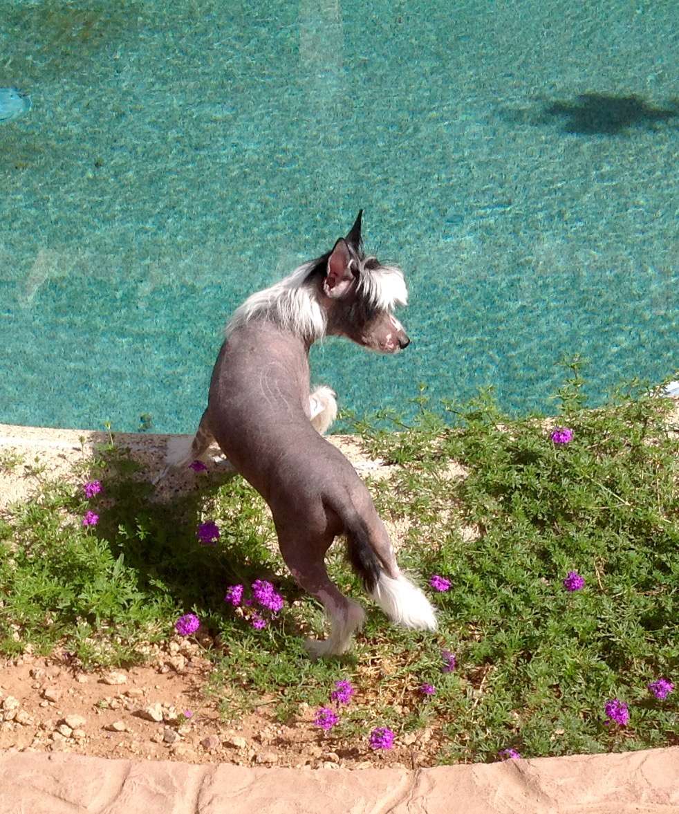 Nina's K Standing Ovation