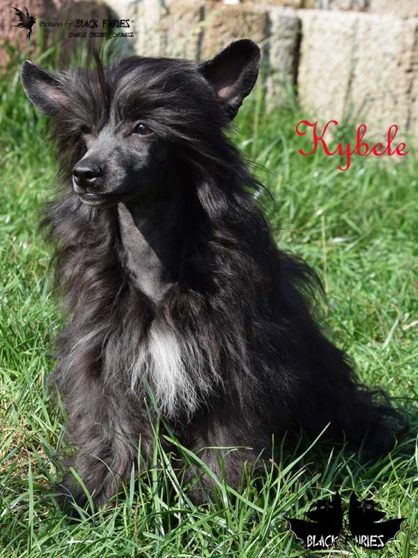 DreamDancer Kybele from *BlackFairies*