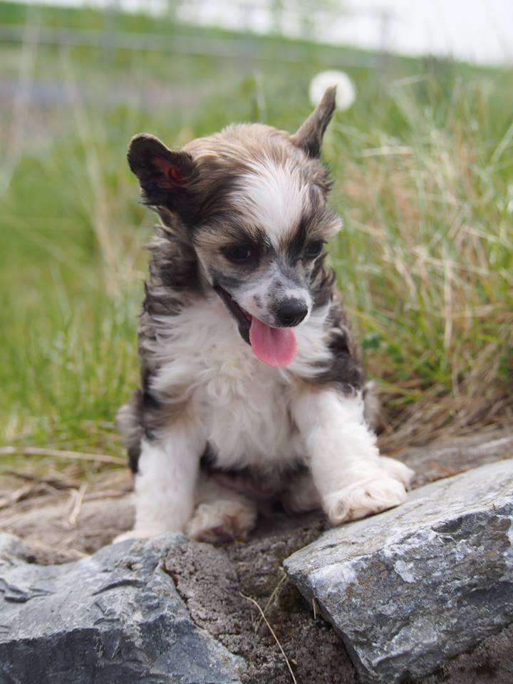 Samuel z Kamilova dvora