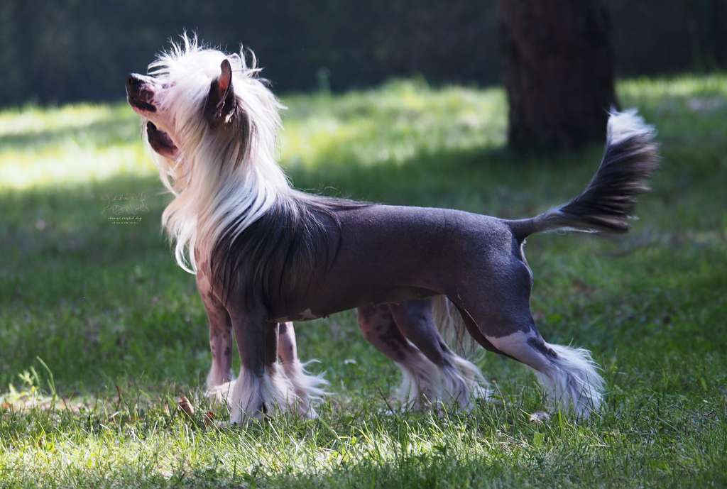 HEIDI ze Zlocistego Raju