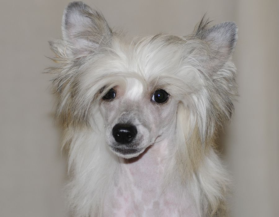 Sunstreaker High Velocity