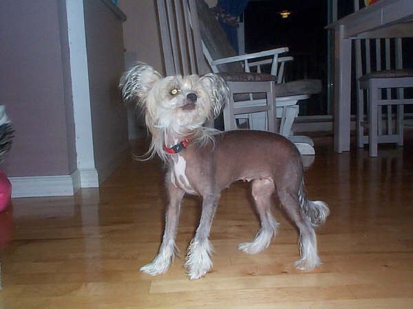 Unidog's Pocketfull Of Hershey