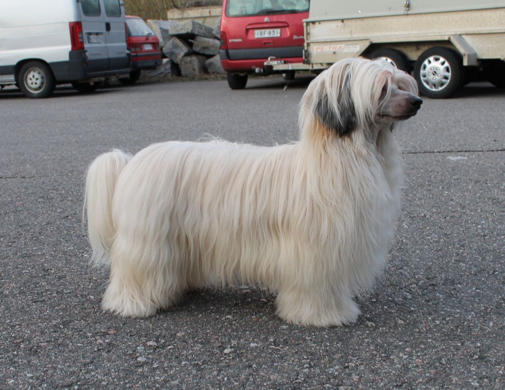 Tangomanija Boogie Woogie