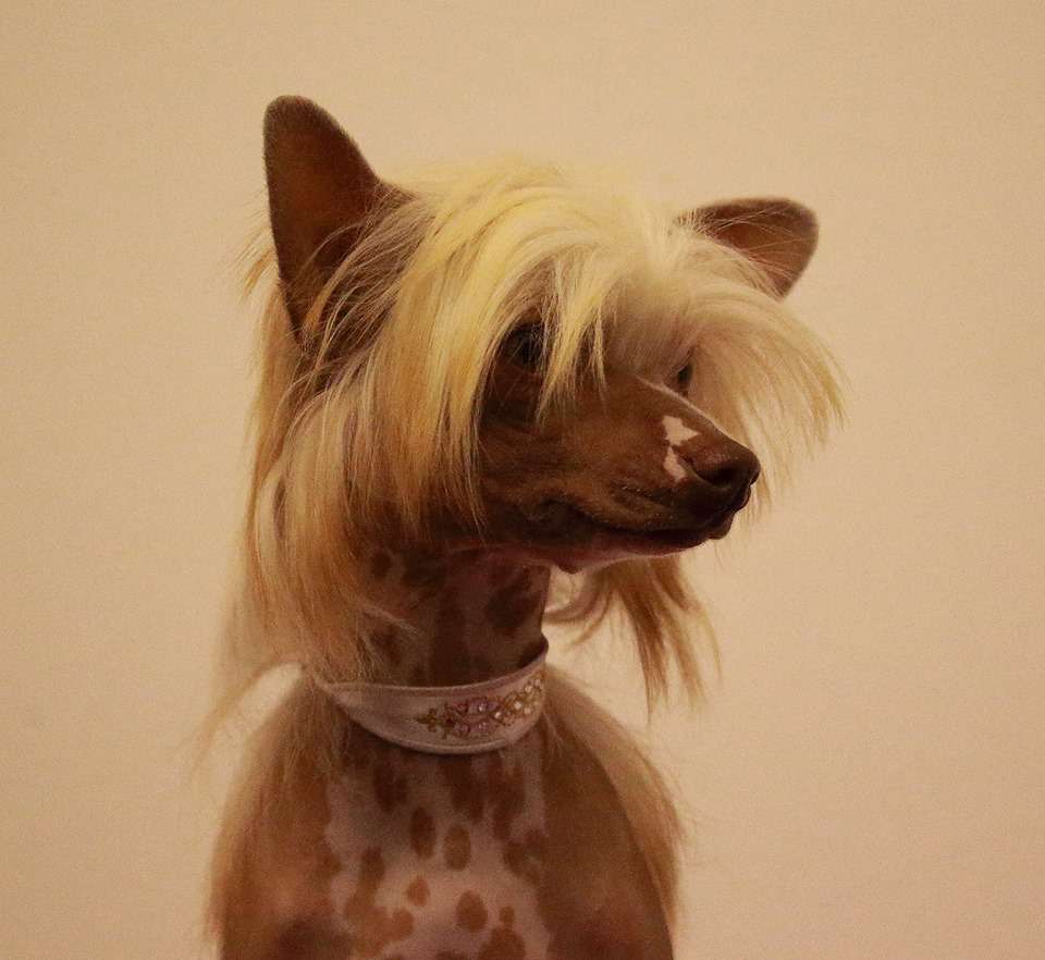 Little Dog Of Dream Lassie Cacao