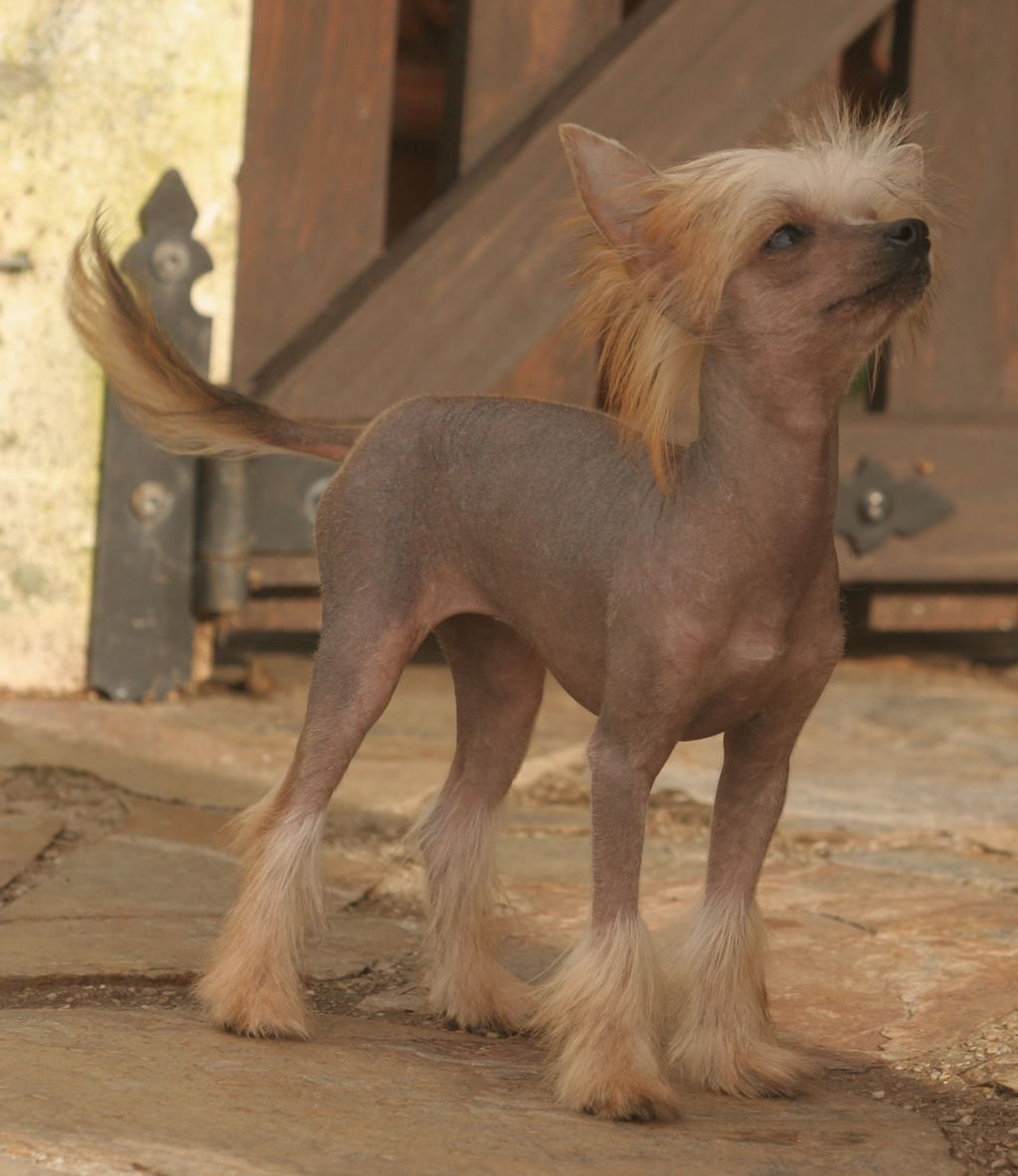 Twirl of moon de Almamasan