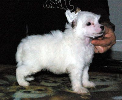 Oriental Jokes Deezer