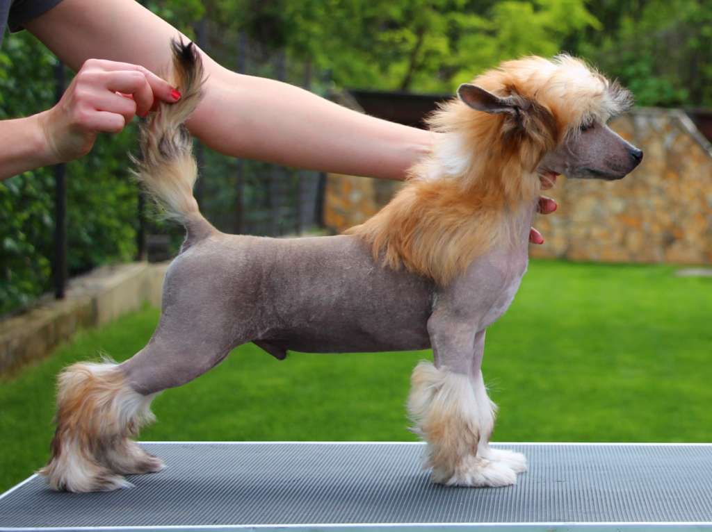 Licky Lips Keep Under Control