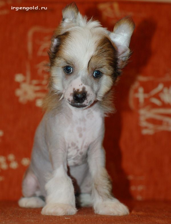 Irgen Gold Norman Dick