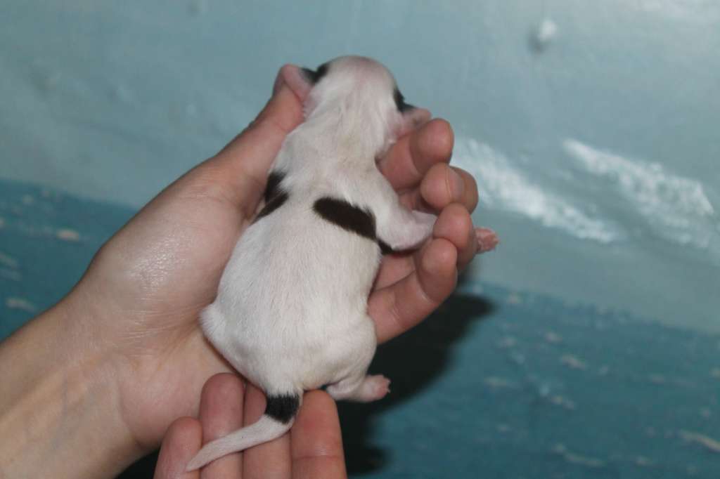 Evra Leone Butterfly Happi Temper