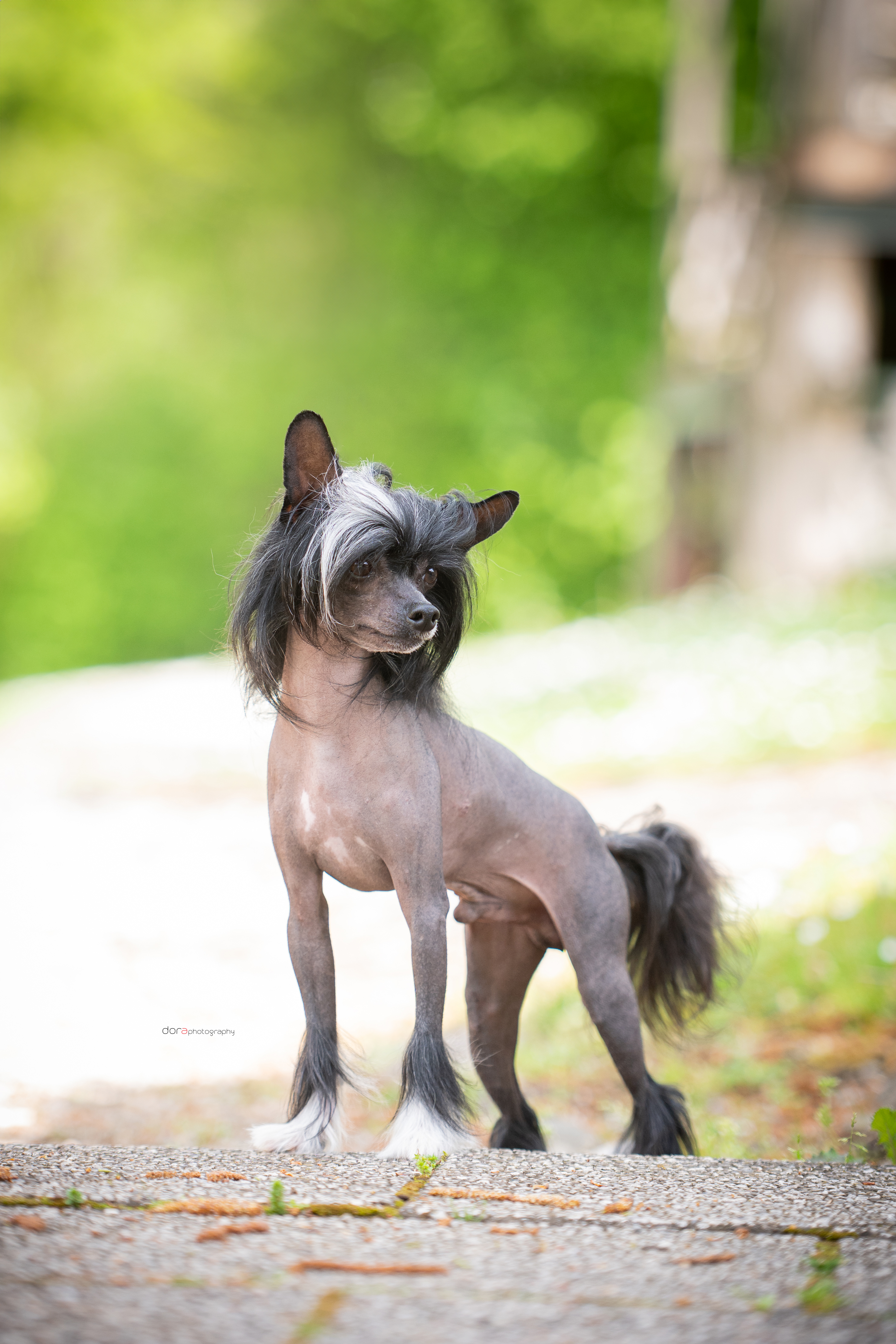 Ch. Paw Patrol von Natelberg