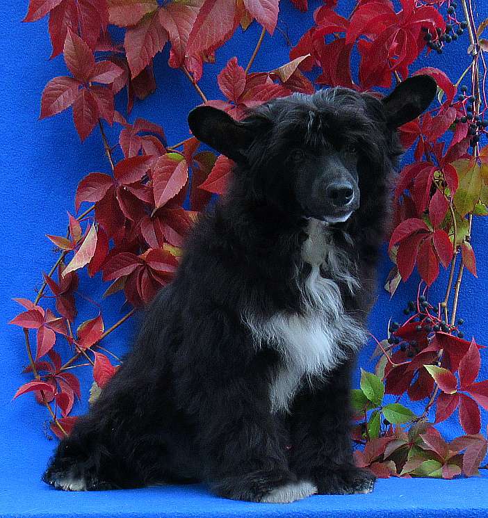 Naimuluna Line Cosmos (puff)