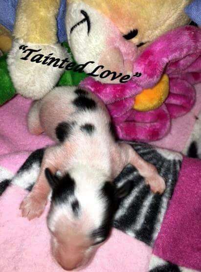 Mon petit chinois Tainted love