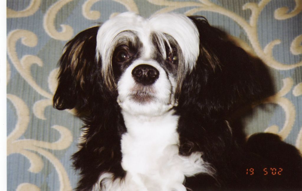 Old Chum's Easy Going