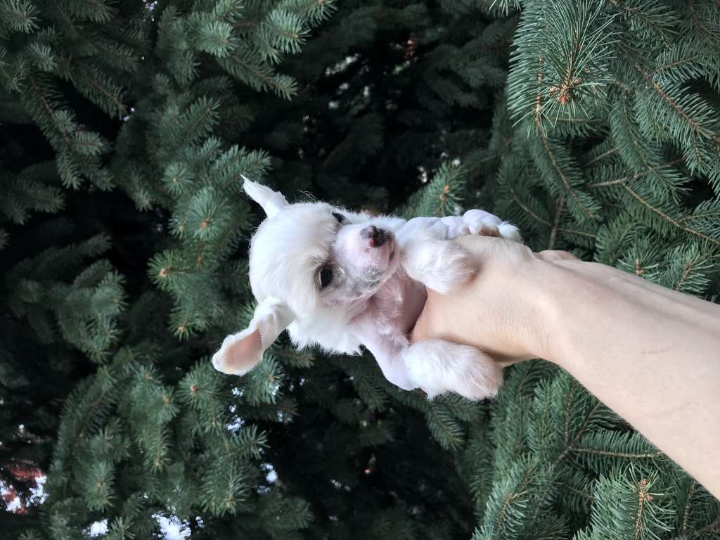 Golden Deer Dr Caitlin Snow