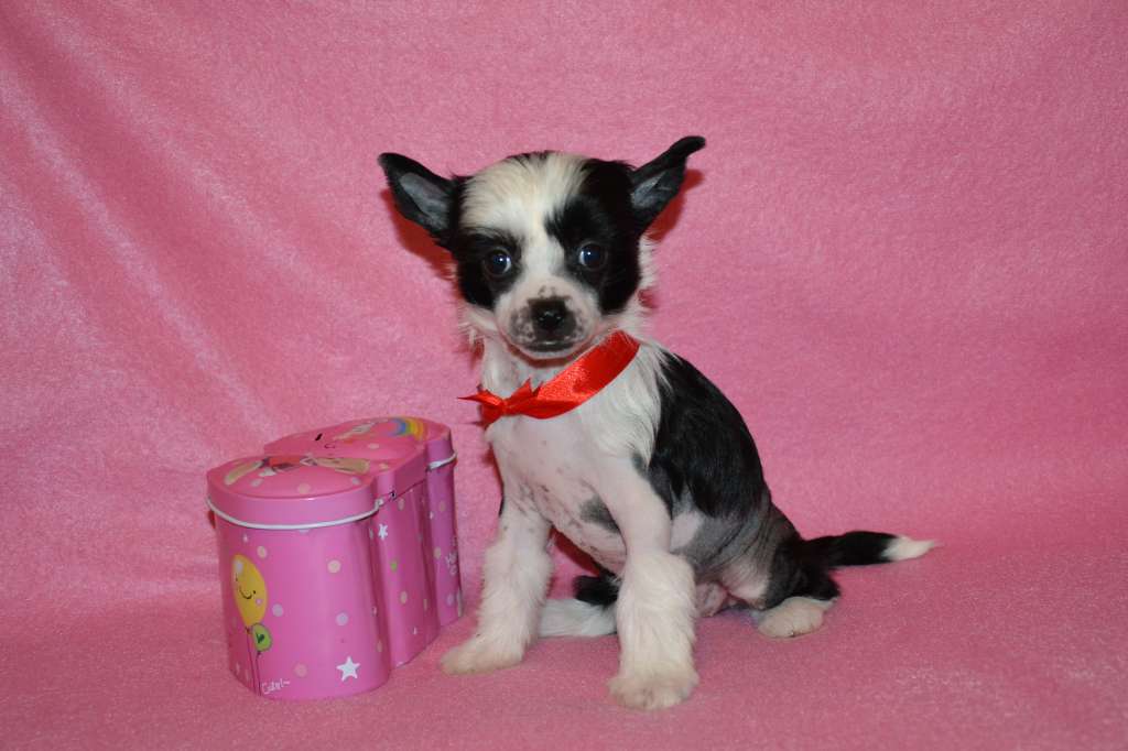 Feeriya Magic Venesujela