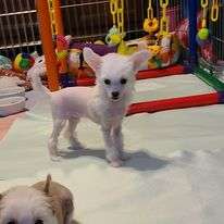 Calindi's The Ice Princess