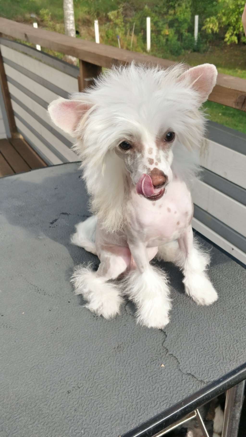 Chaotricals Gets Me Through