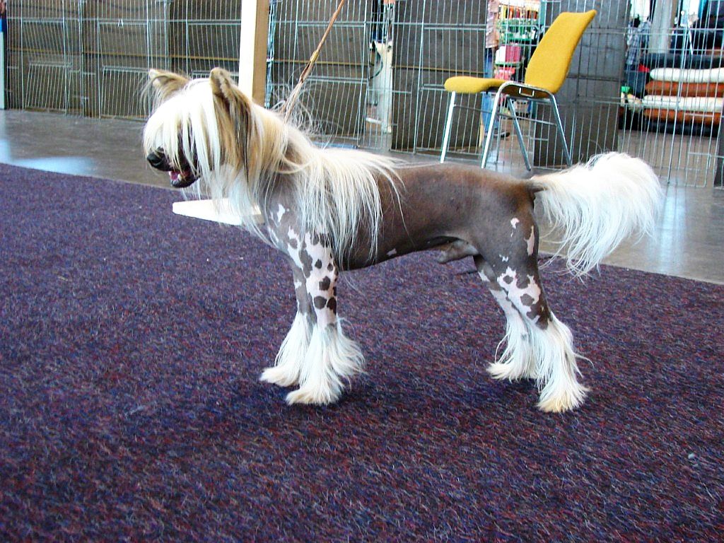 Feniks Chrustowianki