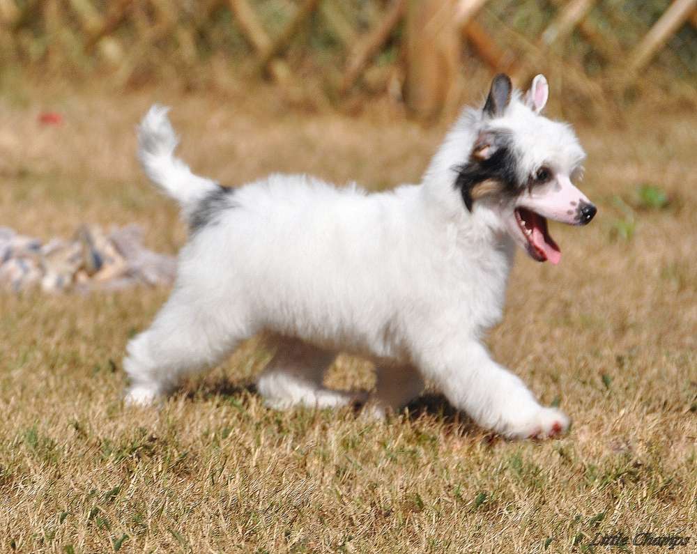 Off road Little Champs