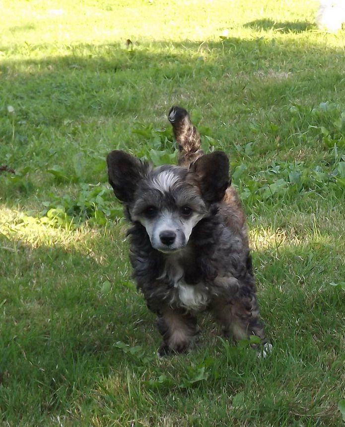 Gundina Du Jardin De Guanglying