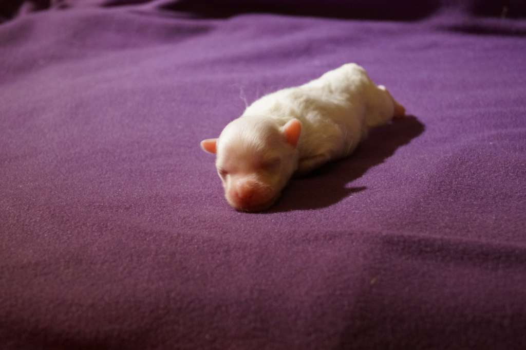 Amigo Made of Frabies Beauties