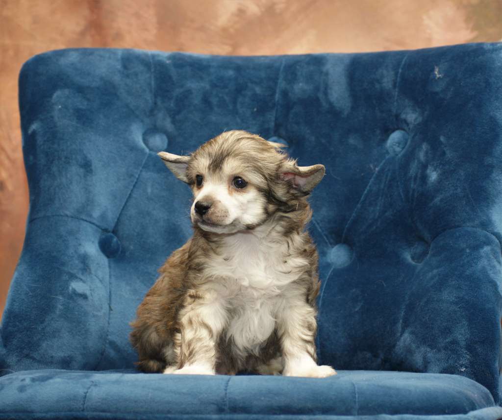 Doolittle The Bushwalker