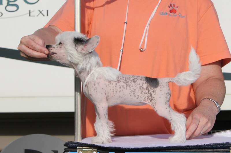 Belews Mellow Yellow