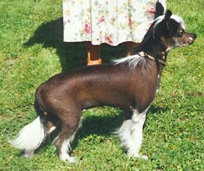 Great-Body's Fabulous Funny