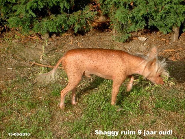 Naughty Shaggy of Gizzy's Home