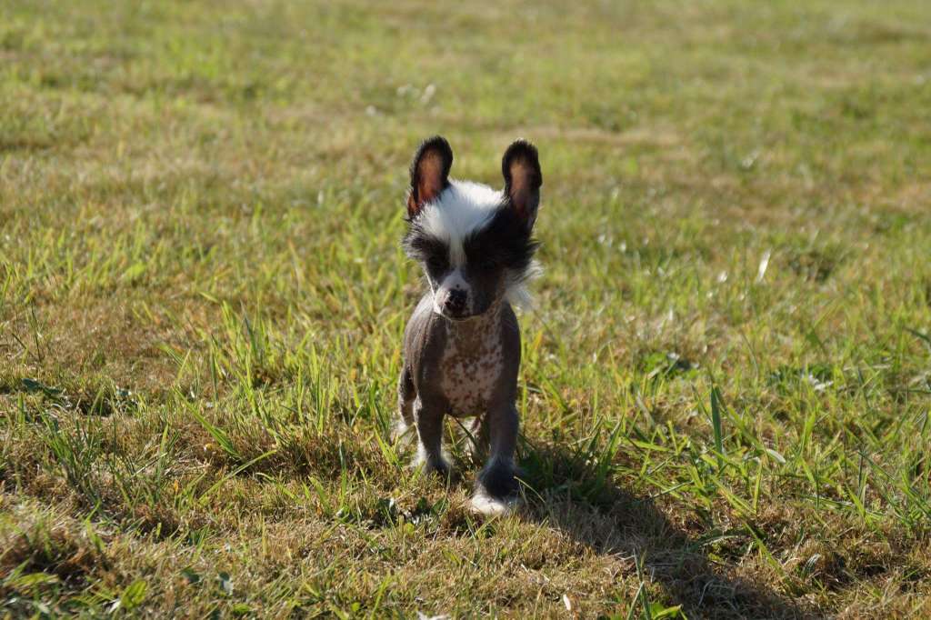 Chichiripa Dr. Nefario