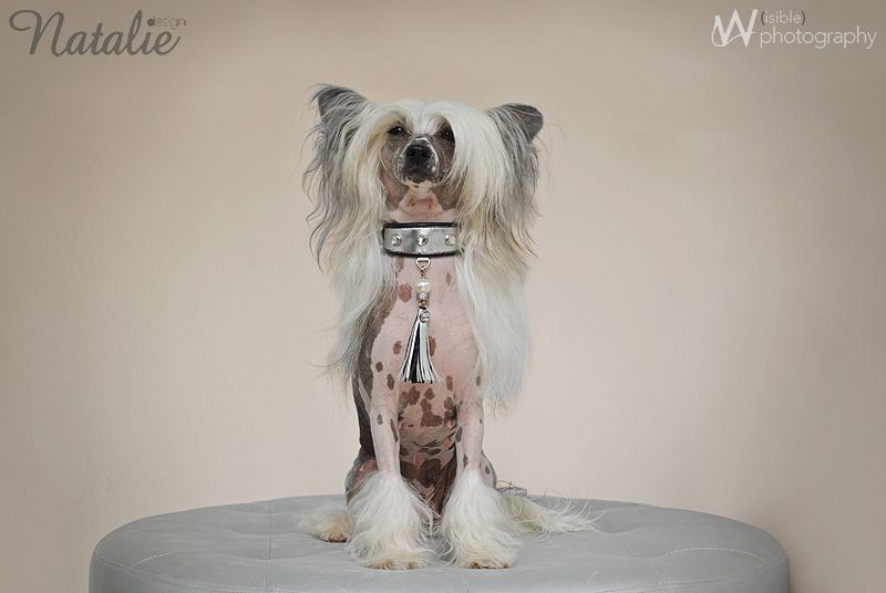 Chineseblue's Little Miss Sunshine