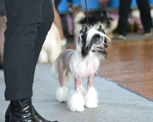 Alfa Laval Party For Everybody. Dance