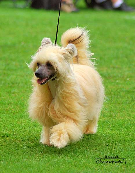 ChinoPata's Furry Pupcake