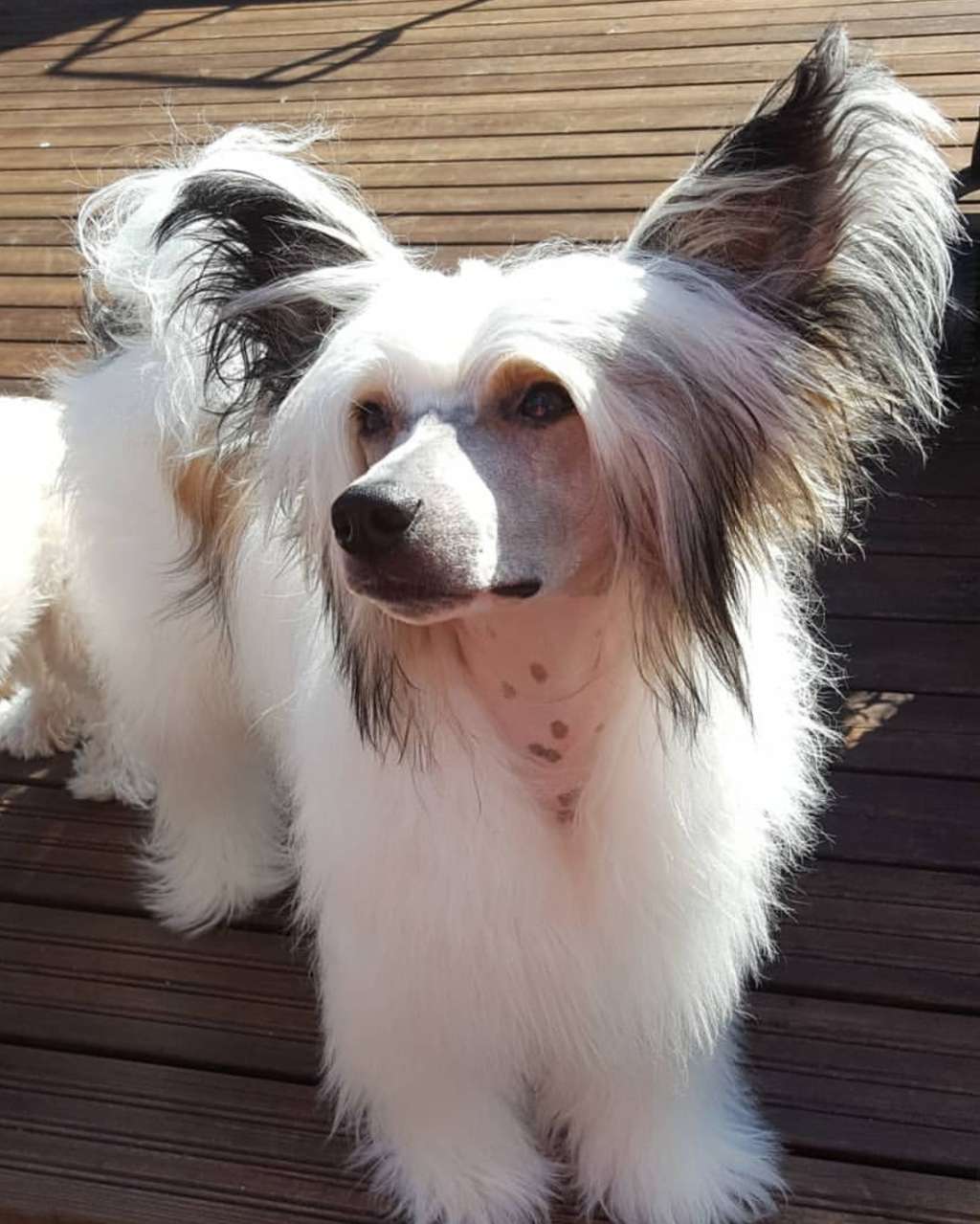 Mirbon's Devil Rocky