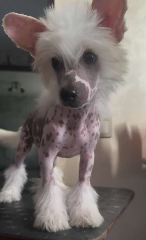 Blanche Wonders Lair