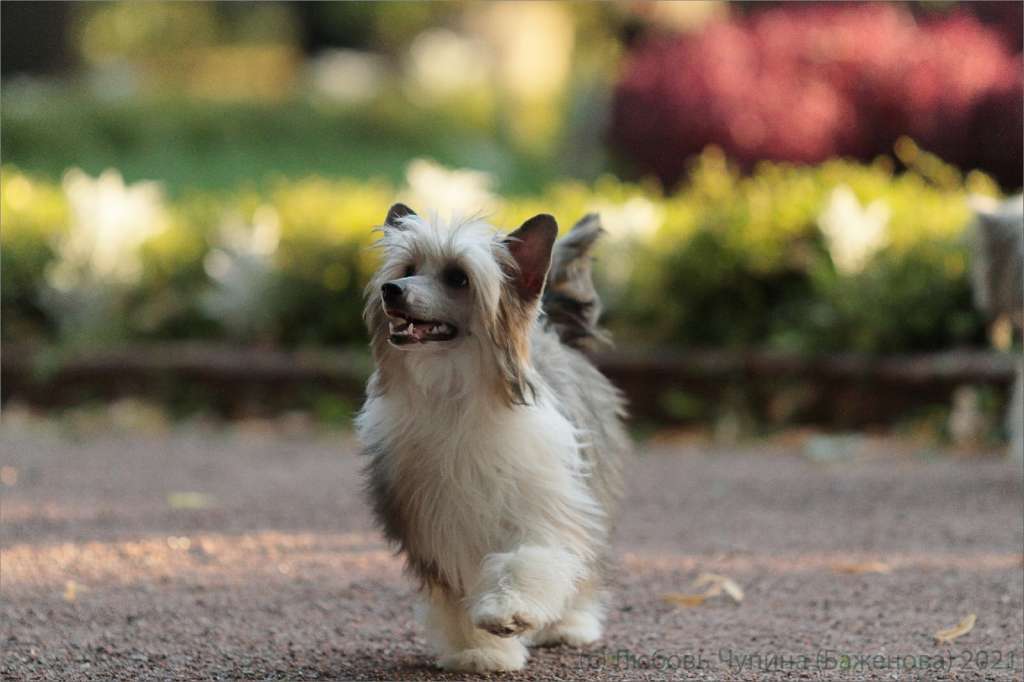 Izabel Crystals Glyceria