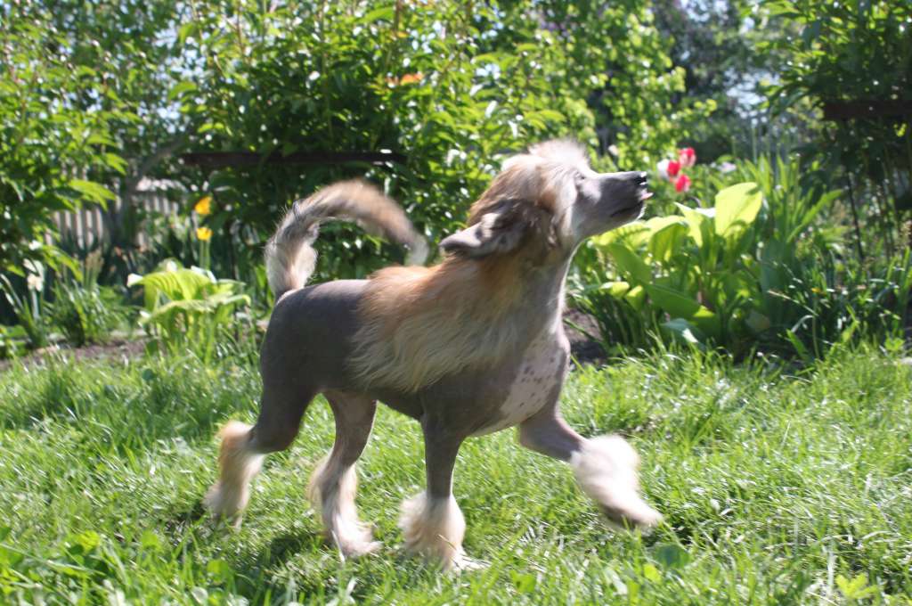 Alkiriya All Max Iz Clana Timurlana