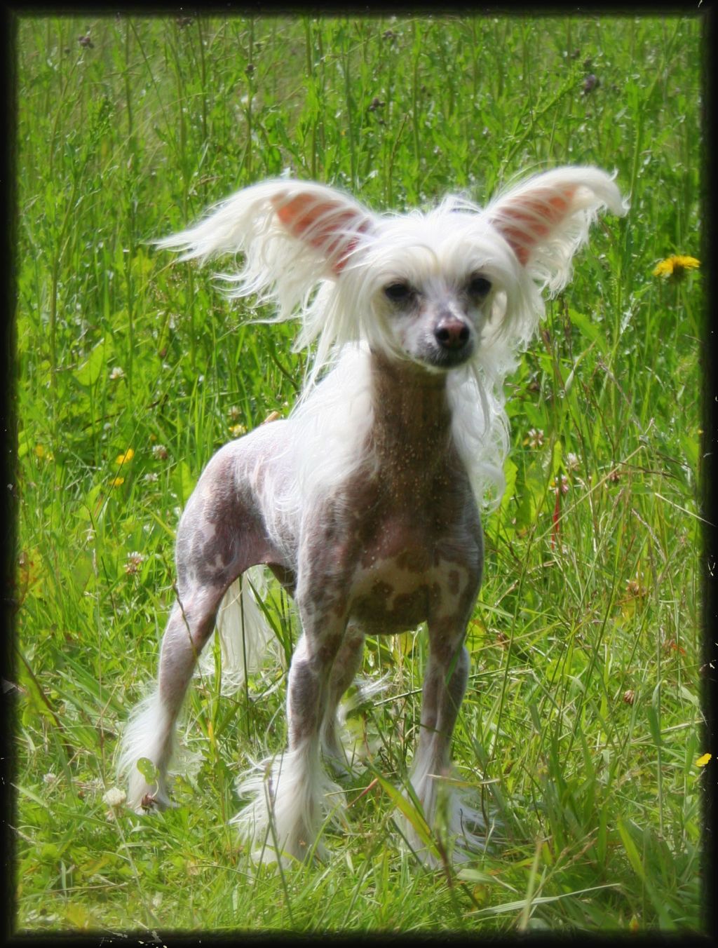 Eugenios Inspired By The Sun