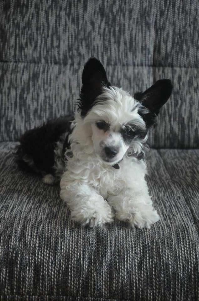 Navari Pepino Gattaca