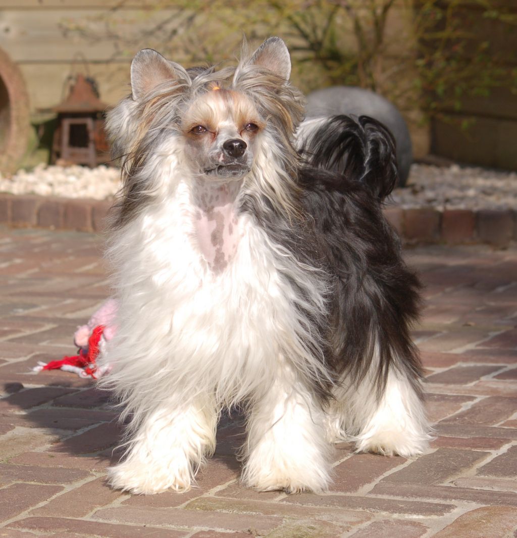 Selinas-Edition Maximus