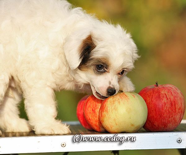 Olegro Katrin Reverans