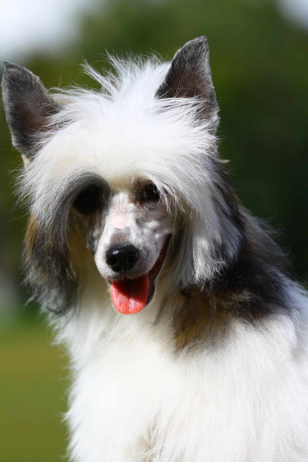 Harizma ot Volnogo Psa