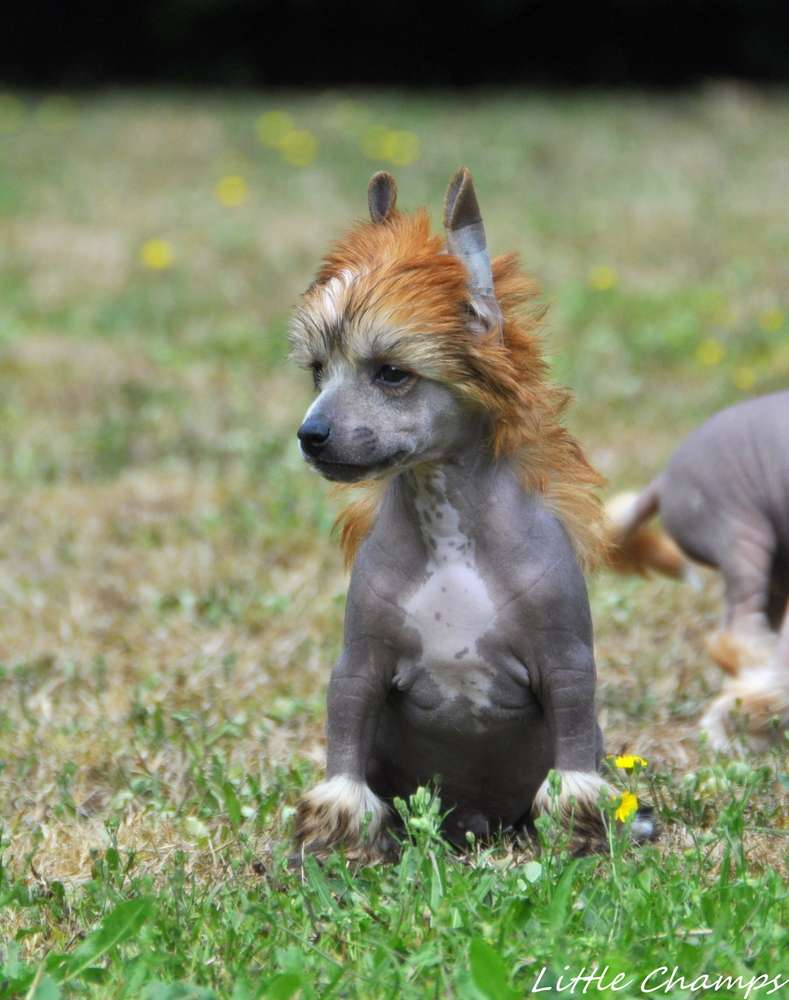 Rackham le Rouge Little Champs