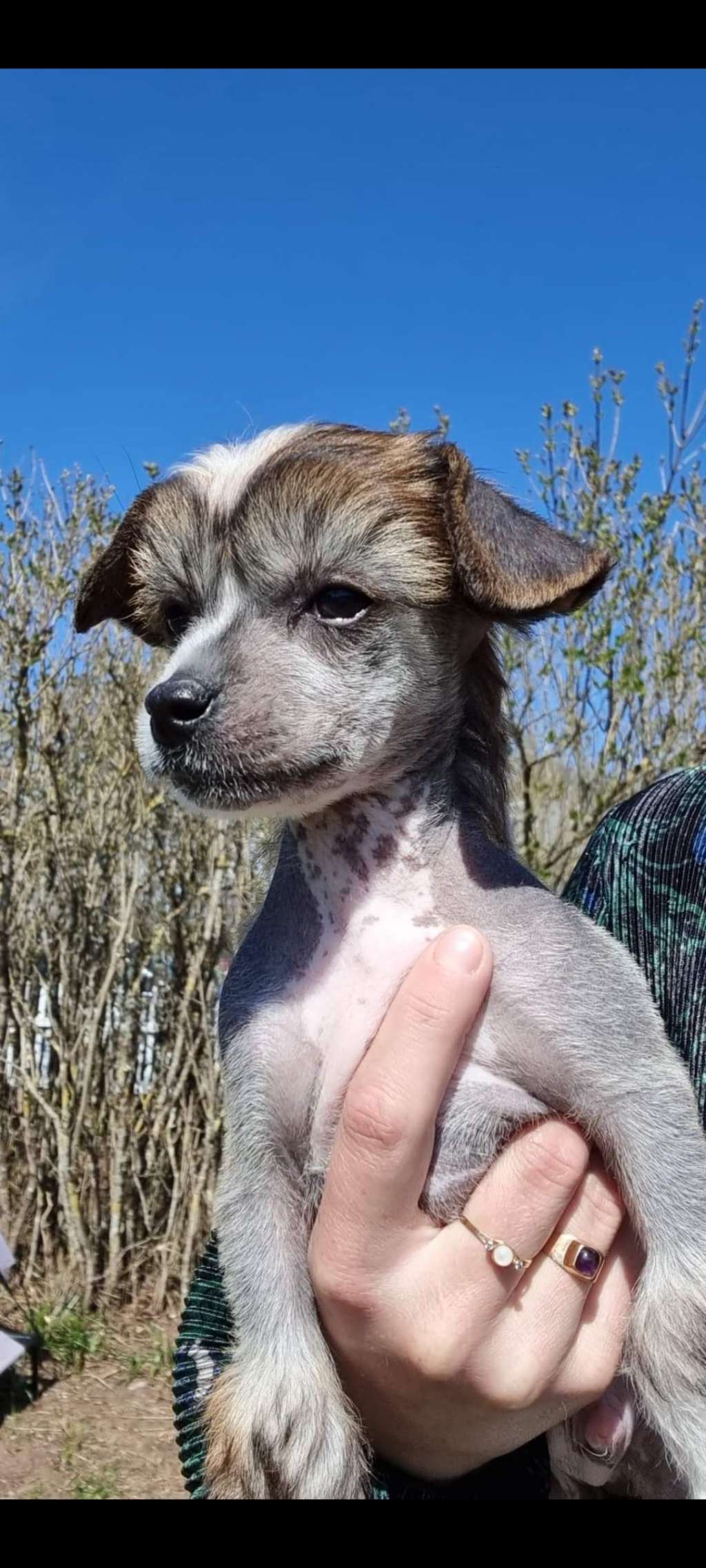 Myrnas Mignon Étoile Forever Enjoy