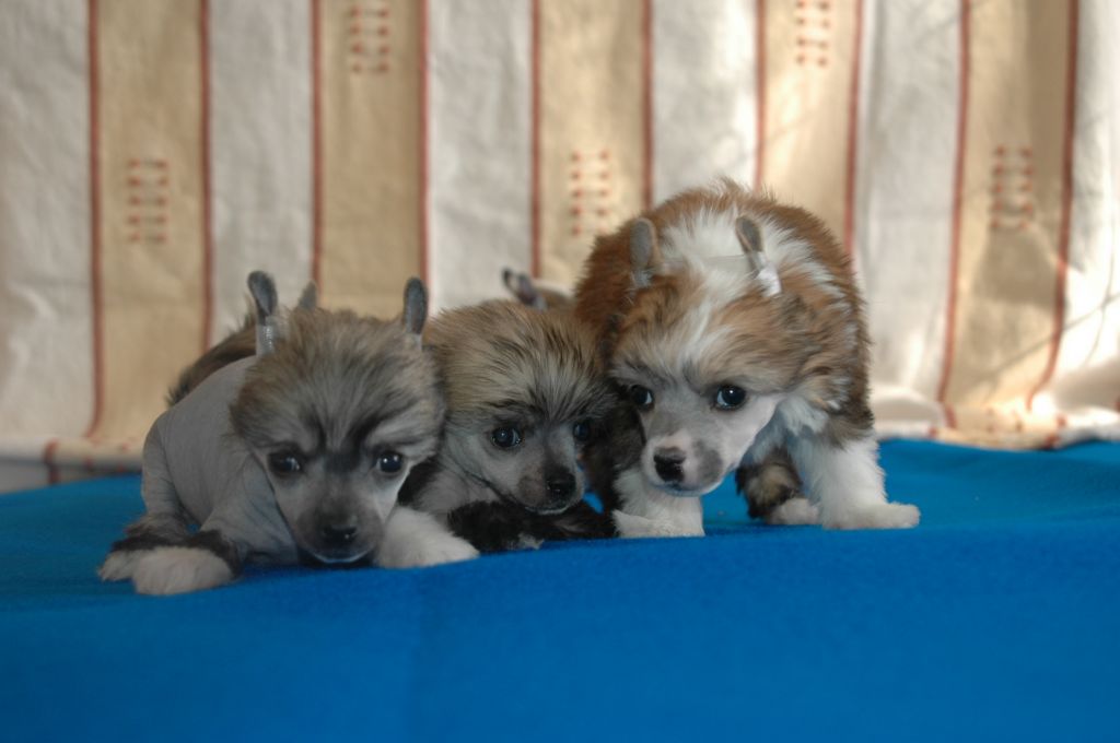 Heliott Little Champs